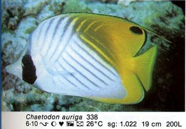 Chaetodon auriga